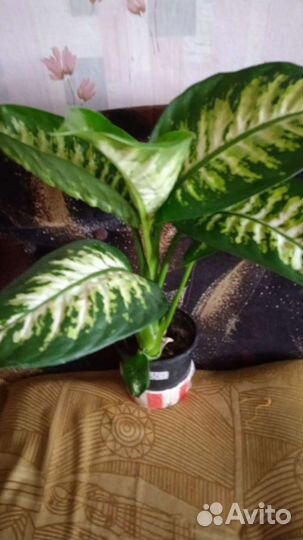 Диффенбахия