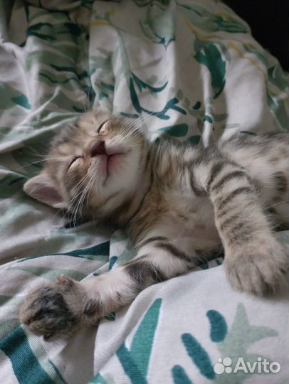 Котятки в добрые руки