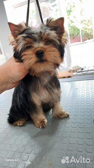 Йоркширский терьер щенки девочка