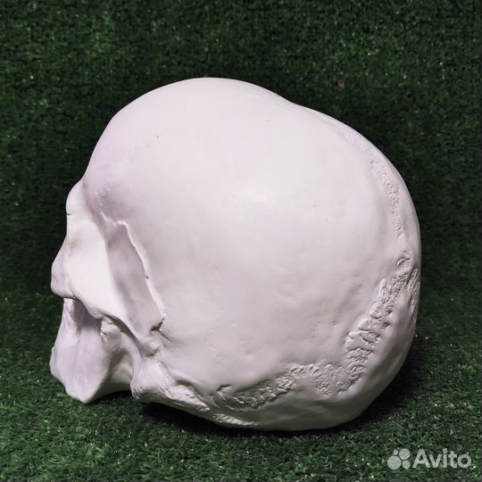 Череп Анатомический (Гипс) 23*15*17 см