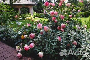 Роза Ферст Леди