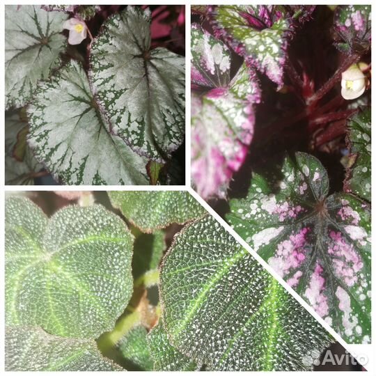 Излишки комнатных цветов