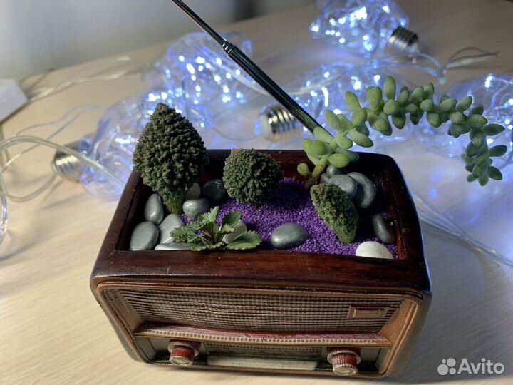 Флорариум суккуленты