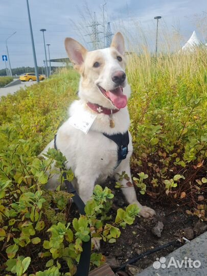 Собака в добрые руки метис бшо