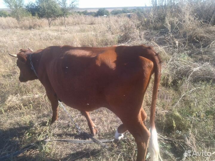 Корова первотелка