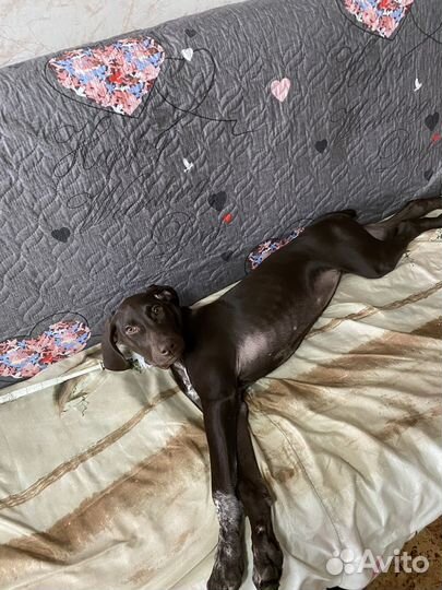 Курцхаар щенок