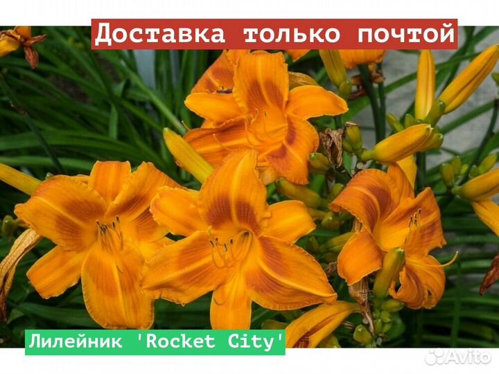 Лилейник Rocket City