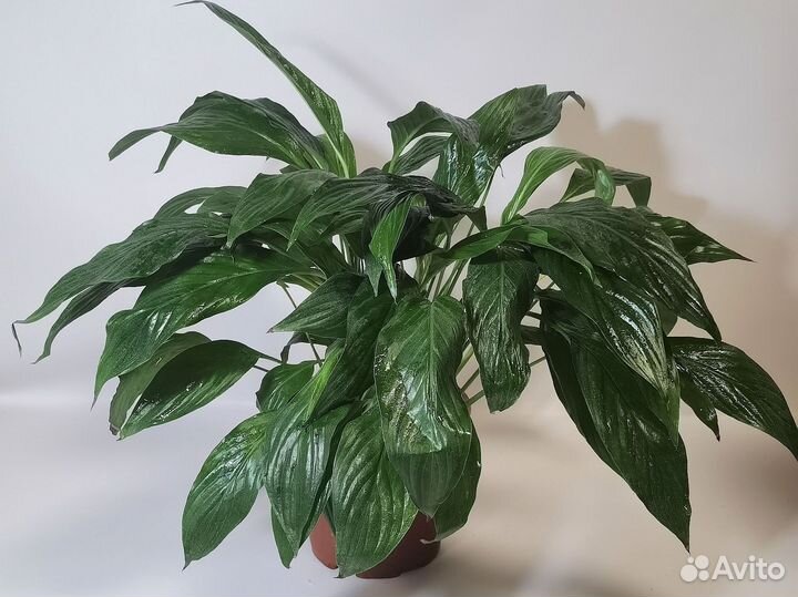 Спатифиллум Вивальди, женское счастье