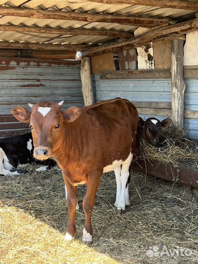 Крс быки телята