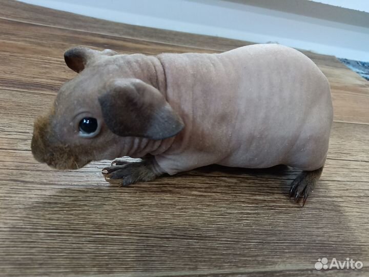 Морские свинки лысые голые малыши 4 шт