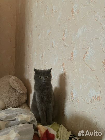 Кошка в добрые руки