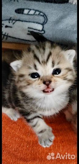 Шотландский котик скоттиш-страйт, чёрный мрамор