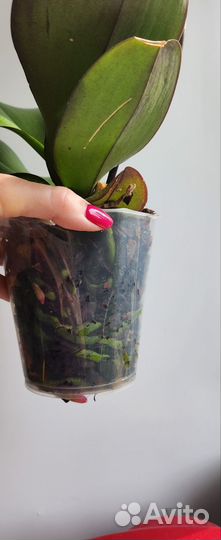 Орхидея фаленопсис