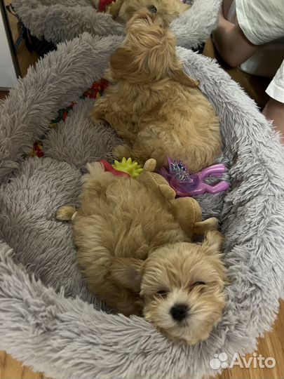 Малыш мальтипу F1