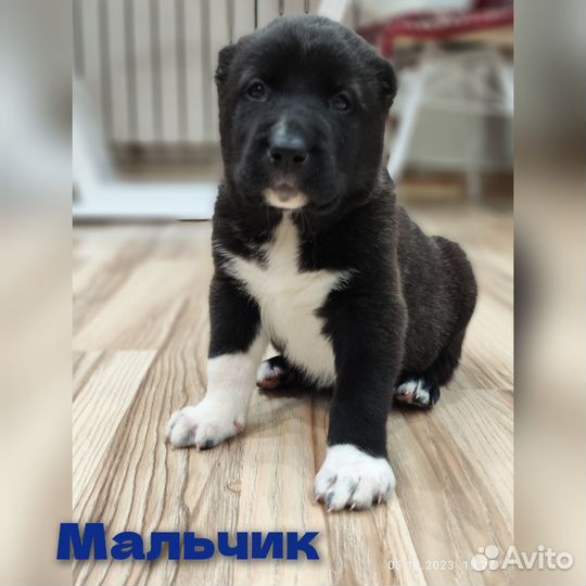 Продажа щенки сао алабай