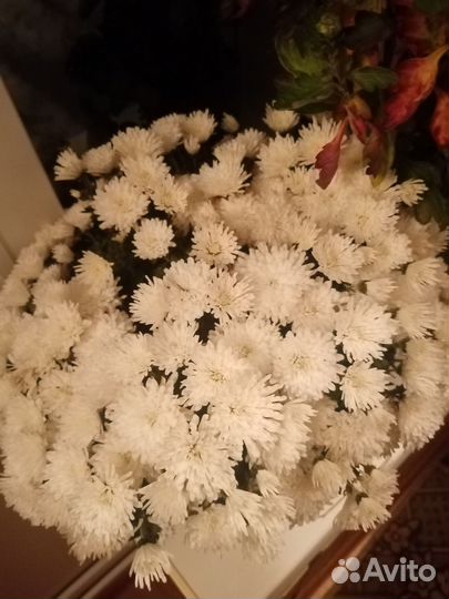 Хризантема мультифлора