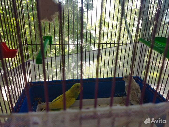 Волнистые попугаи