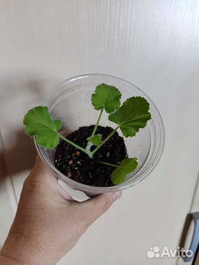 Домашние растения