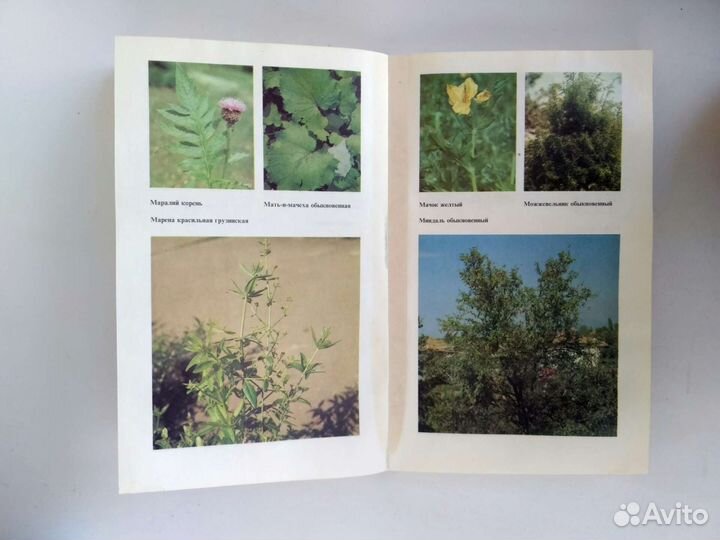 Справочник по лекарственным растениям А.Задорожный