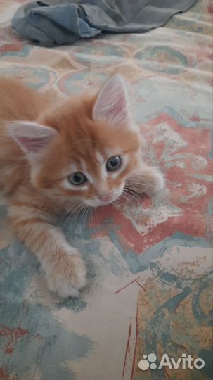 В добрые руки