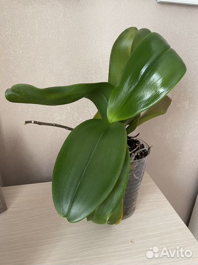 Фаленопсис surf song