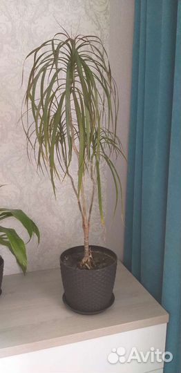 Пальма драцена