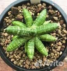 Сансевиерии сортовые