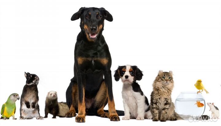 Передержка собак кошек Зоогостиница Зоотакси