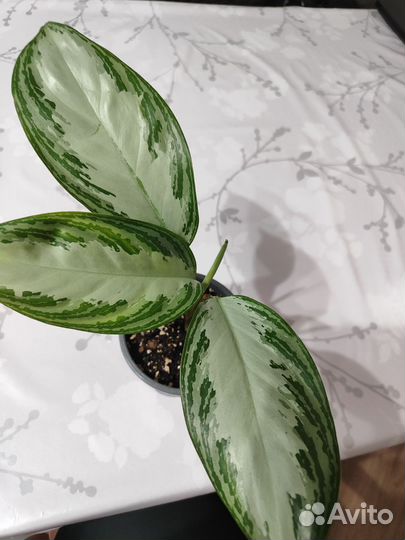 Аглаонема сильвер бей