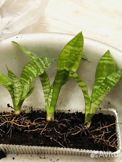 Сансевиерия Futura Robusta, сортовая