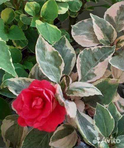 Бальзамины махровые. Много сортов