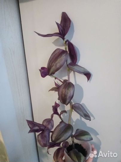 Традесканция