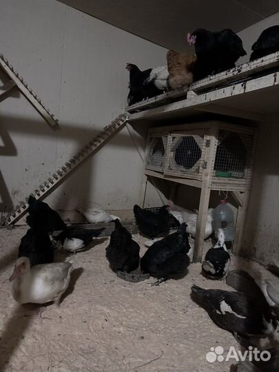 Цыплята орпинтон