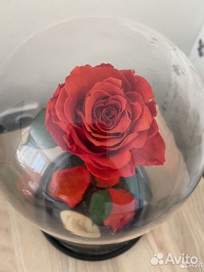 Роза в колбе