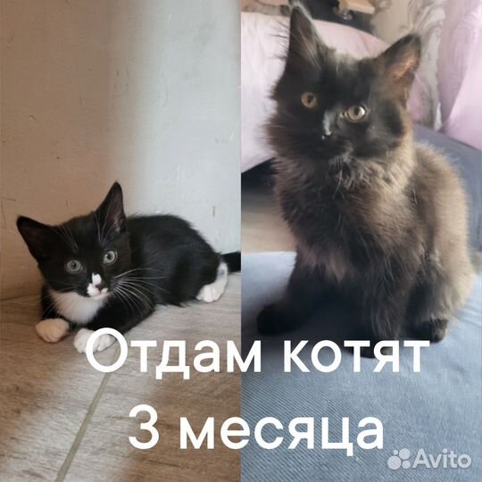 Отдам котят