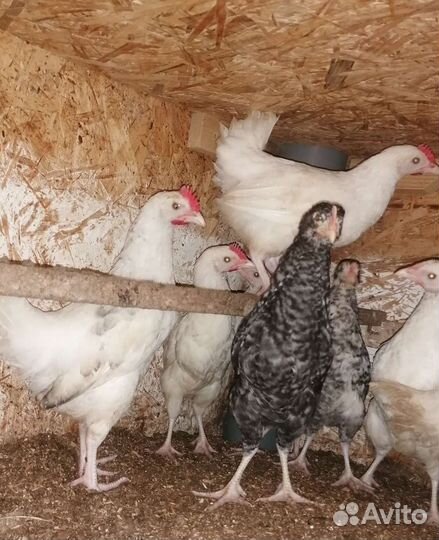 Петухи Пушкинские чистопородные 2.5 мес