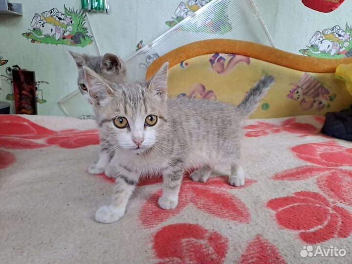 Кошки в добрые руки бесплатно