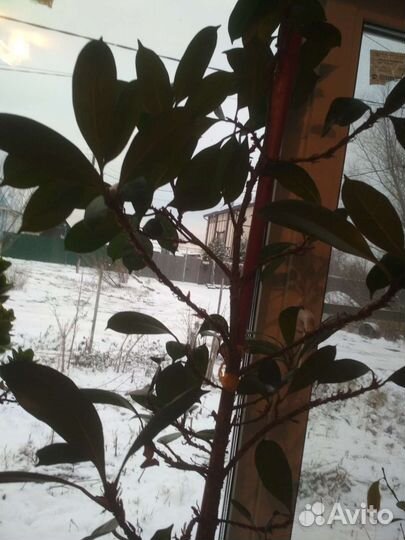 Продам фикус