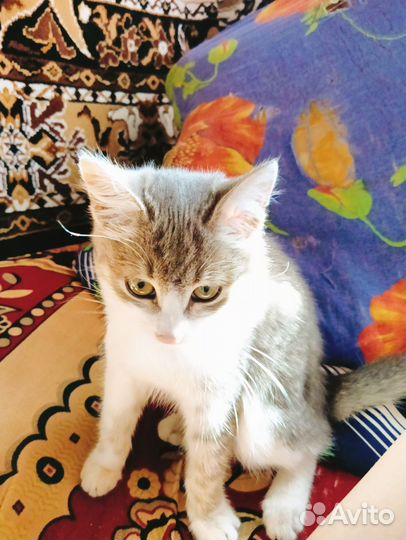 Котята в добрые руки 3 месяца