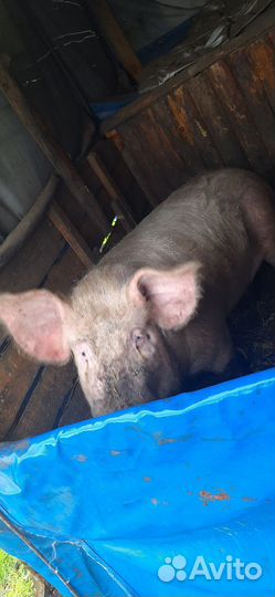 Хряк рабочий