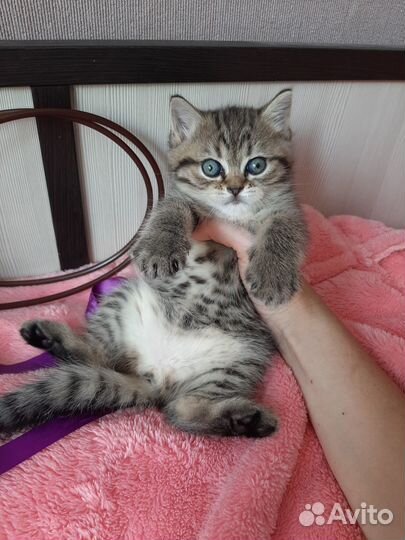 Котята британцы в лучшие руки