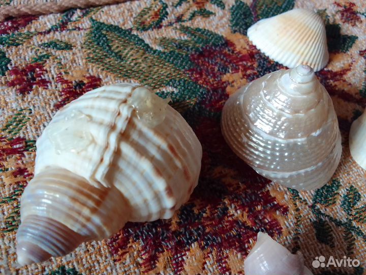 Ракушки для аквариума