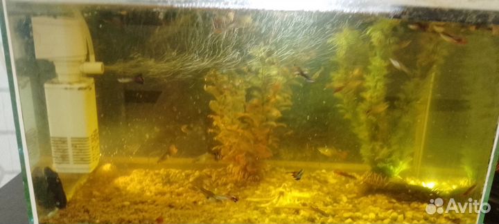 Аквариум с рыбками