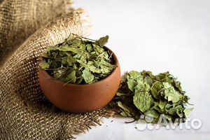 Грушанка круглолистная