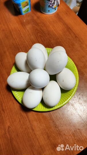 Яйцо гусиное