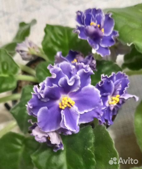 Фиалки цветущие в горшочках