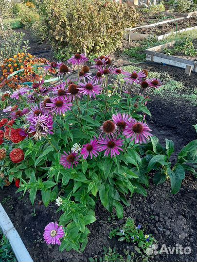 Цветы многолетники