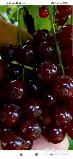 Саженцы смородины