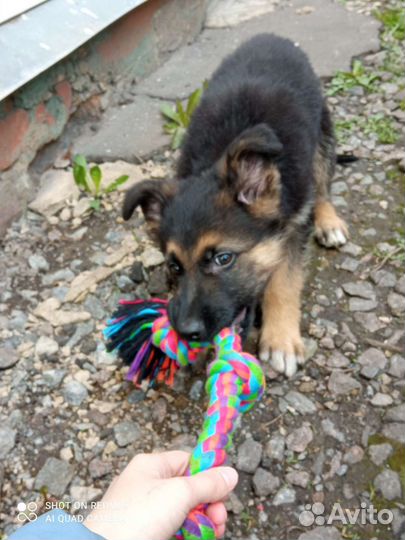 Выгул собак