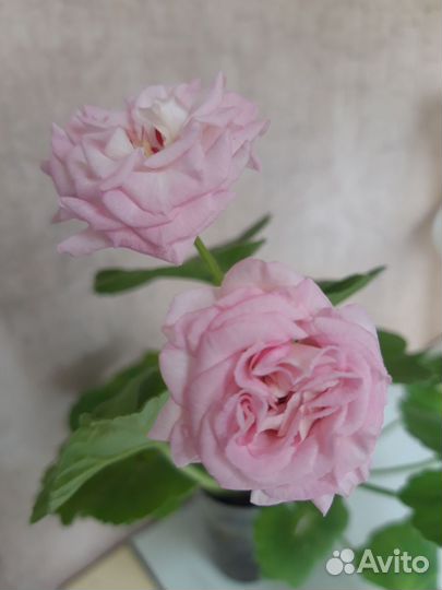 Пеларгония Леди Гертруда